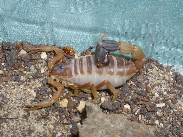 Invertebrates - Farm - Skorpion - Halle/Saale