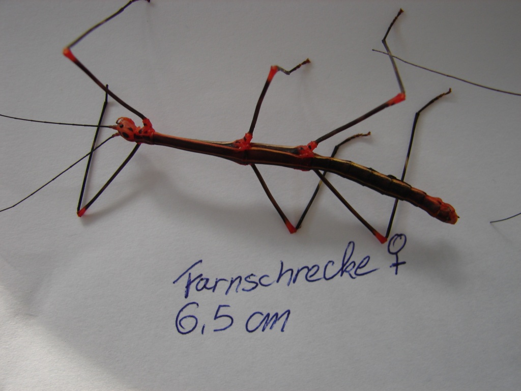 Franschrecke Oreophoetes peruana - Heuschrecken - Reinsdorf