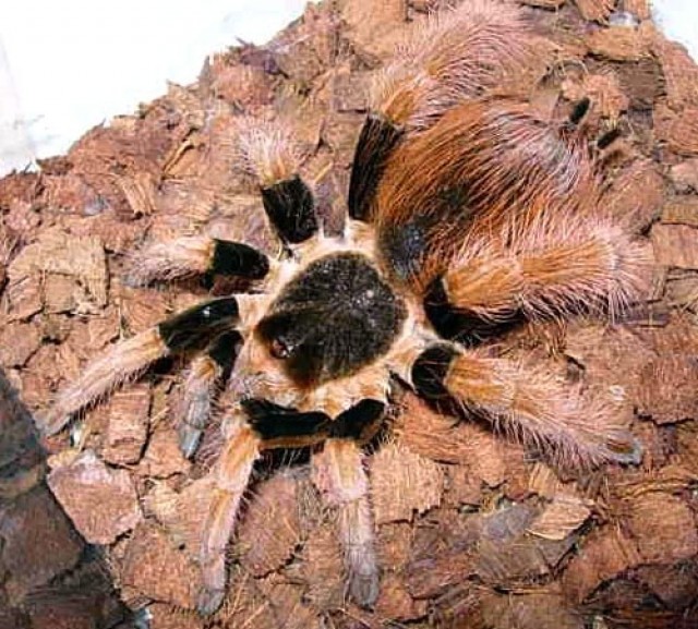 Wunderschönes Megaphobema robustumweibchen - Spinnen - NäheKarlsruhe