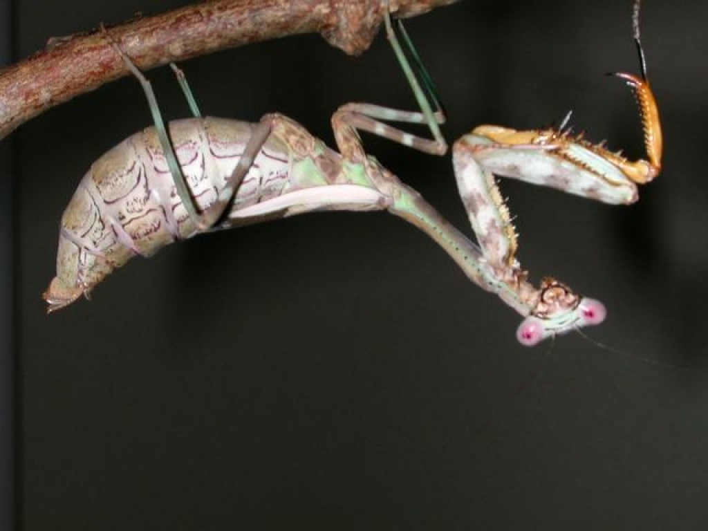 Parasphendale agrionina (Giant-Mantis) subadulte Weibchen - Gottesanbeterinnen - Bayreuth