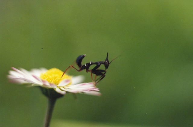 Phyllocrania, Ameles und Parasphendale - Gottesanbeterinnen - Jena