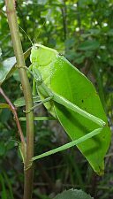 Gebe ab Stilpnochlora couloniana - Heuschrecken - erfurt