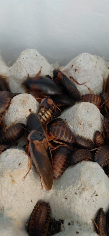 Argentinische Waldschaben Blaptica Dubia - Kaefer - Walzbachtal