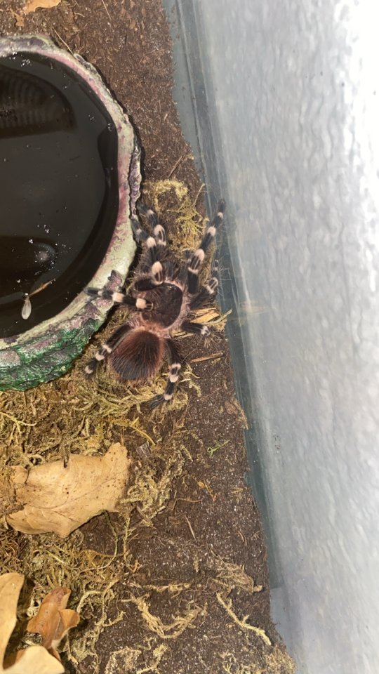 Acanthoscurria geniculata - Spinnen - Rheine (Schotthok)