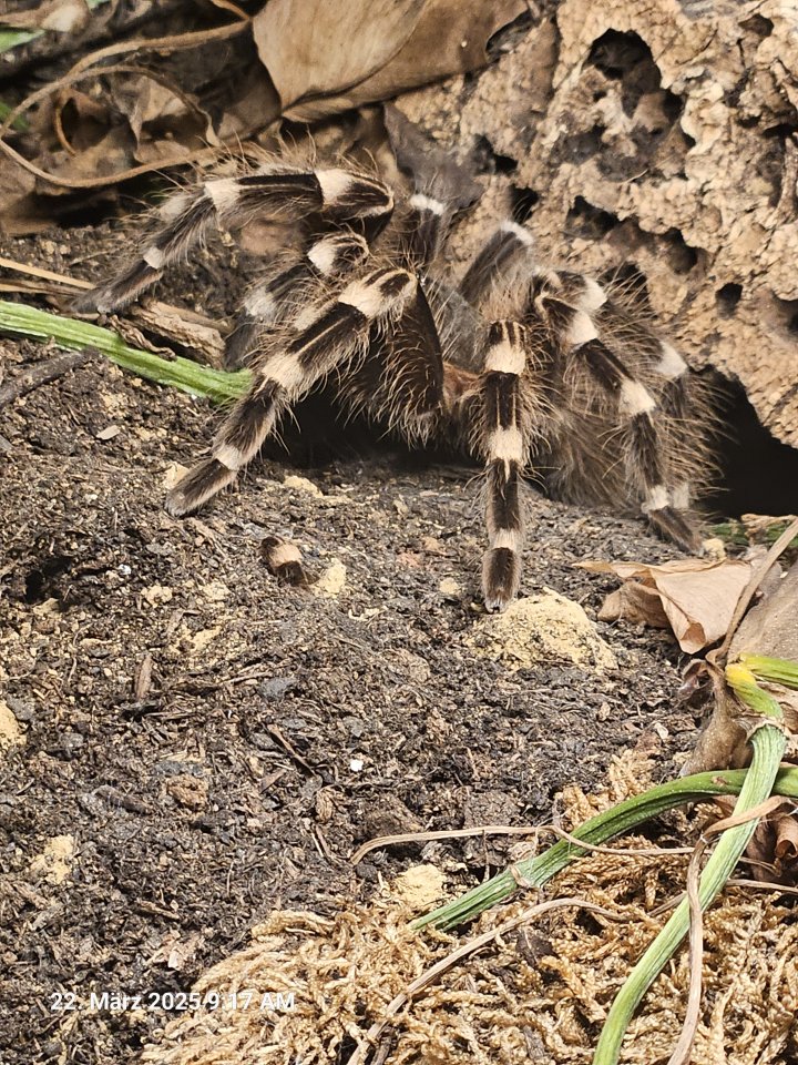 Weibliche Vogelspinnen mit Terrarien - Spinnen - Köln