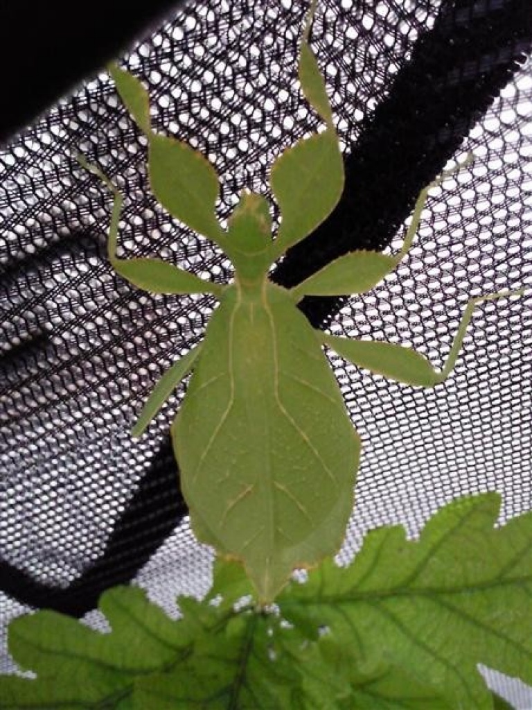 Nymphen von Phyllium philippinicum (L1-L2) - Heuschrecken - Bensheim