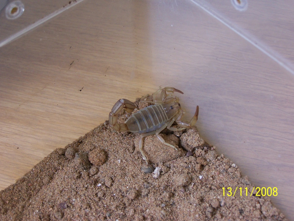 Androctonus amoreuxi, Dickschwanzskorpion - Skorpion - Bochum
