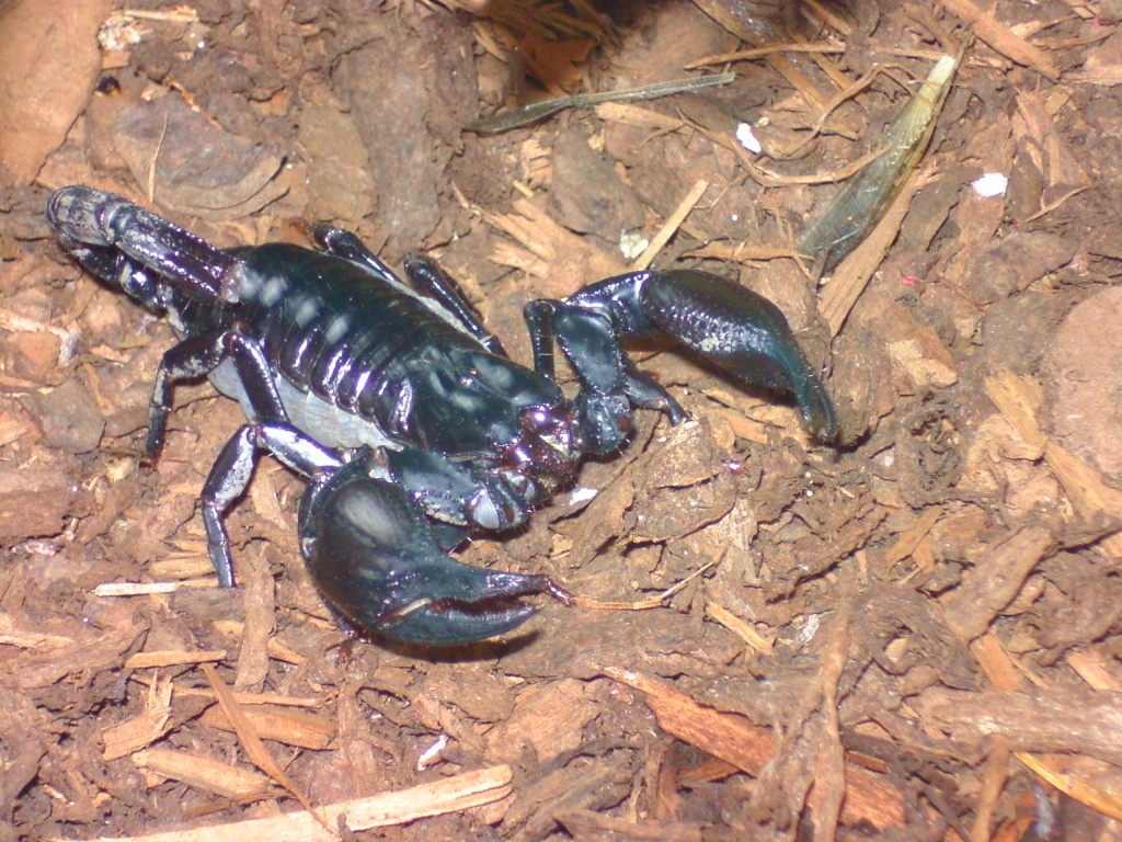 VK kopletes Terrarium Mit scorpion Heterometrus laoticus - Skorpion - Leverkusen