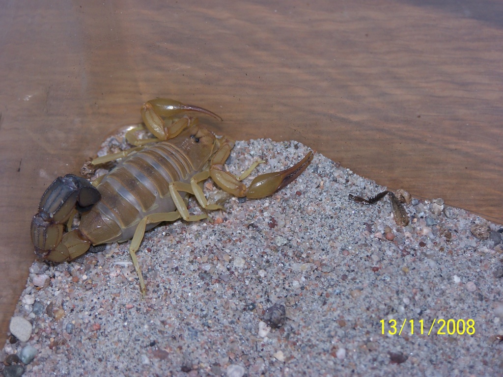 Androctonus australis XXL, afrik. Dickschwanzskorpion - Skorpion - Bochum