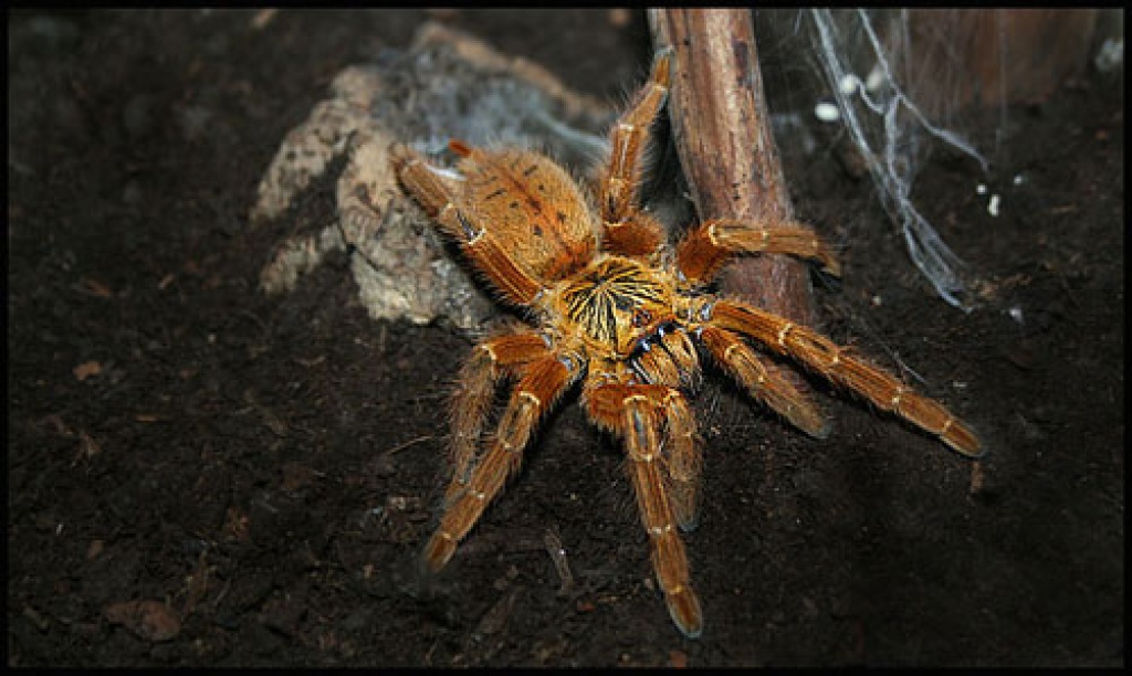 Vogelspinne mit Terrarium - Spinnen - Berlin