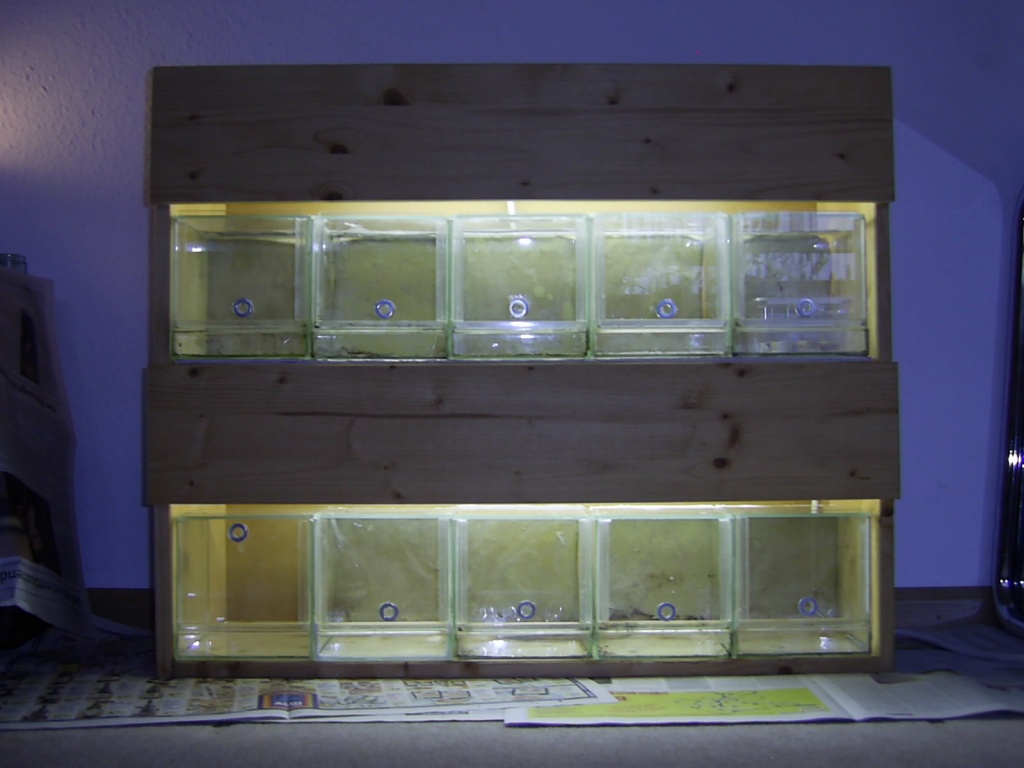 Spider-Terrarienanlage - Spinnen - Freiburg im Breisgau