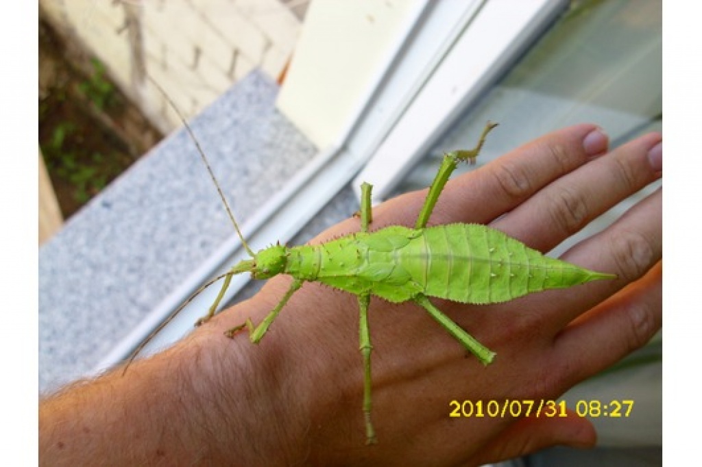 Riesengespenstschrecke Heteropteryx dilatata - Heuschrecken - Schwerstedt