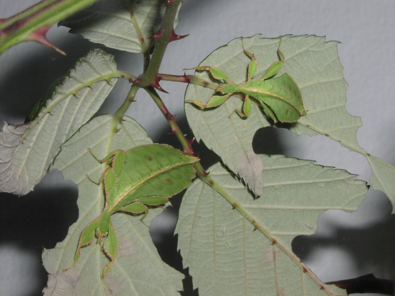 Wandelnde Blätter (Phyllium philippinicum) - Heuschrecken - Vaterstetten