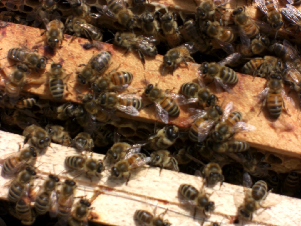 Bienen Ableger - Bienen - Dingen