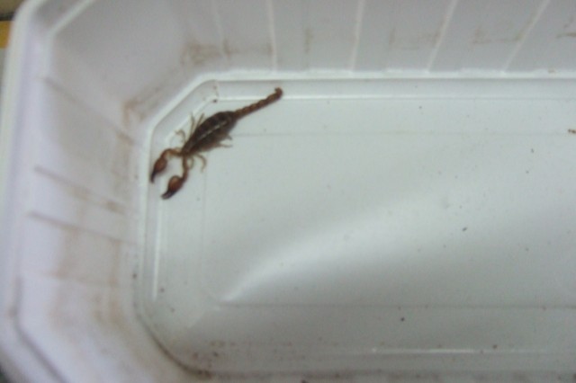 Diplocentrus hasethi - Skorpion - Hamm