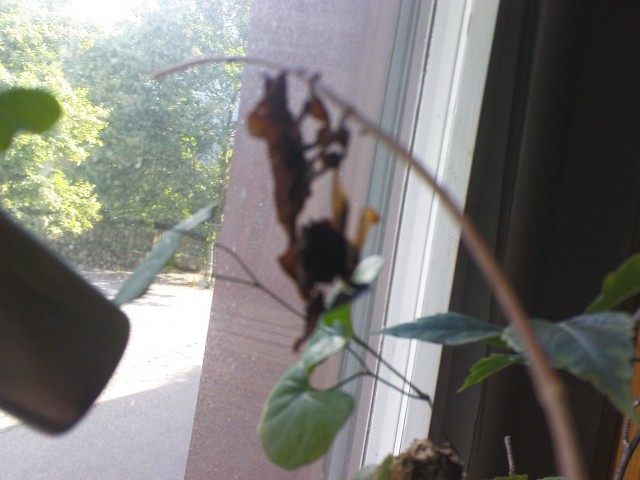 Geistermantis P. paradoxa - Gottesanbeterinnen - Filderstadt