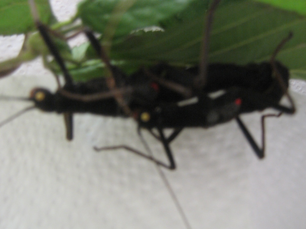 Verschiedene Insekten - Heuschrecken - Stetten