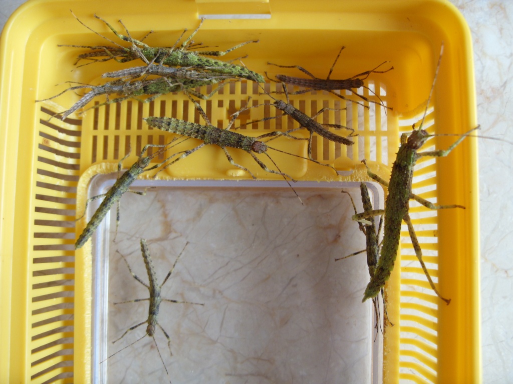 Verkaufe Junge Euryacantha calcarata - Heuschrecken - Gotha