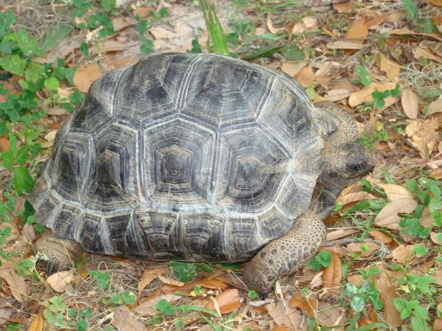 Geochelone, gigantea, Radiata, Aldabra, sulcata und andere Rassen zur Verfügung - Spinnen - Berlin