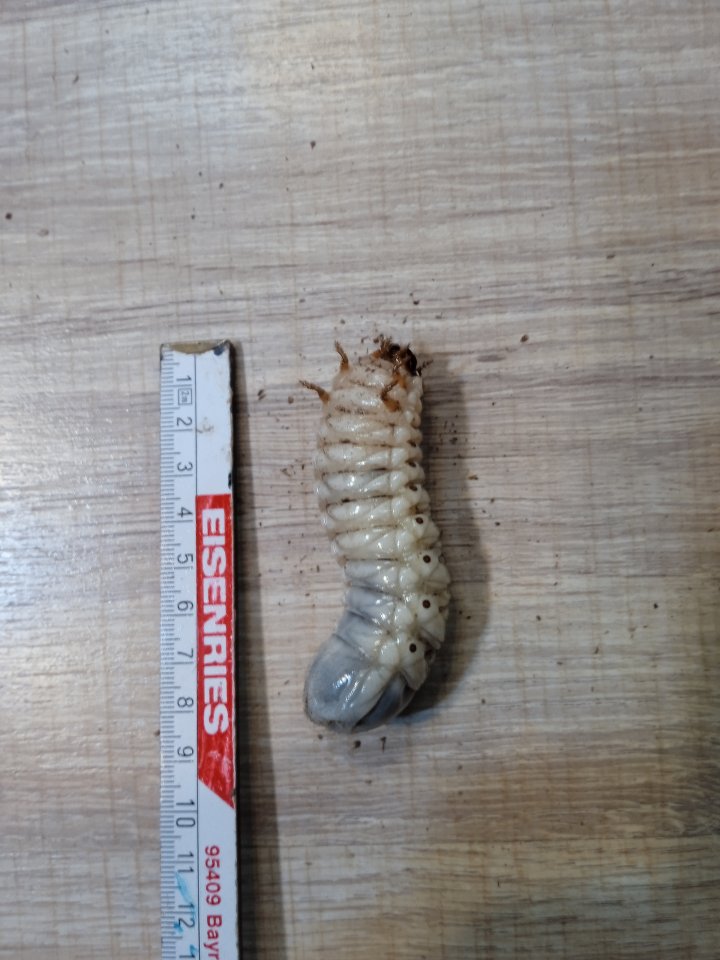 Mecynorrhina polyphemus confluens Larven - Kaefer - Mistelbach