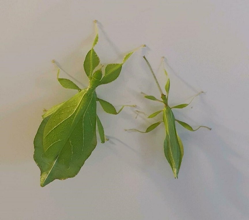 Wandelndes Blatt  Phyllium philippinicum Nymphen ! - Heuschrecken - Hanau