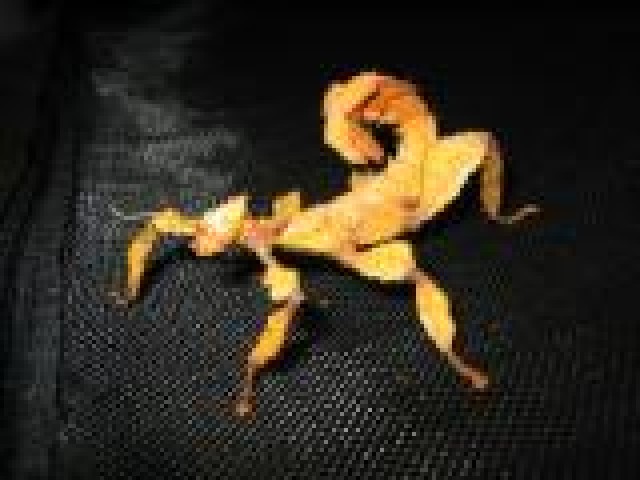 Extatosoma tiaratum Australische Gespenstschrecken - 6 Larven an Selbstabholer - Heuschrecken - Weil der Stadt