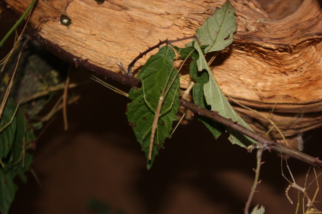 Medauroidea extradentata Annam-Stabschrecke Stabheuschrecken - Sonst Insekten - Bunde