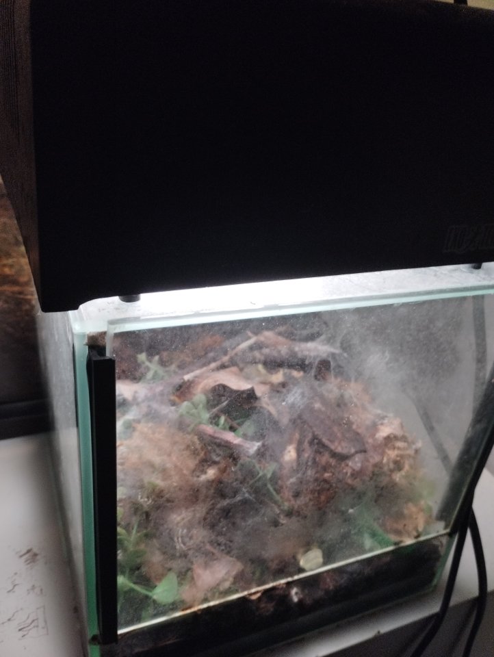 Chromatopelma Cyaneopubuscens (unbestimmt) - Spinnen - Herne