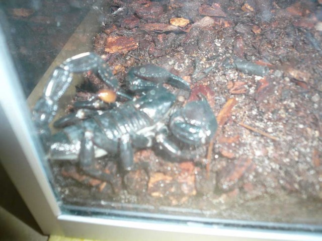 Biete Pandinus Imperator mit Becken! - Skorpion - Wedemark