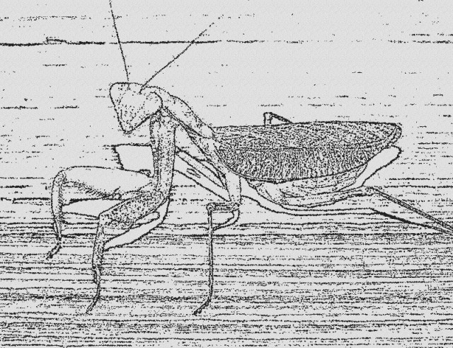 Sphodromantis viridis Larven abzugeben - Gottesanbeterinnen - Mainz