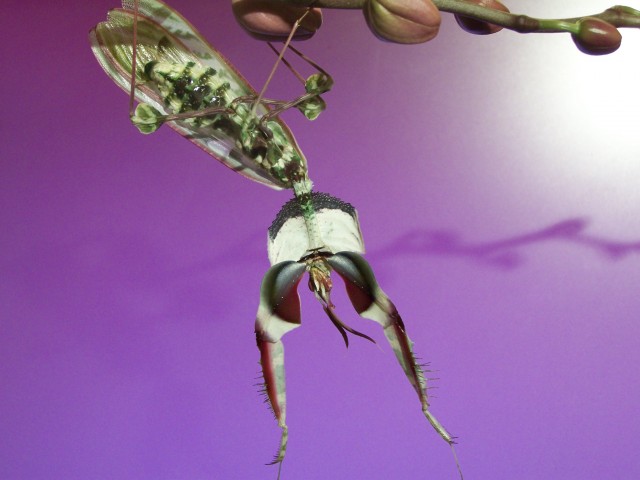 Gottesanbeterinnen (Hymenopus / Idolomantis / Plistospilota) - Gottesanbeterinnen - Marburg