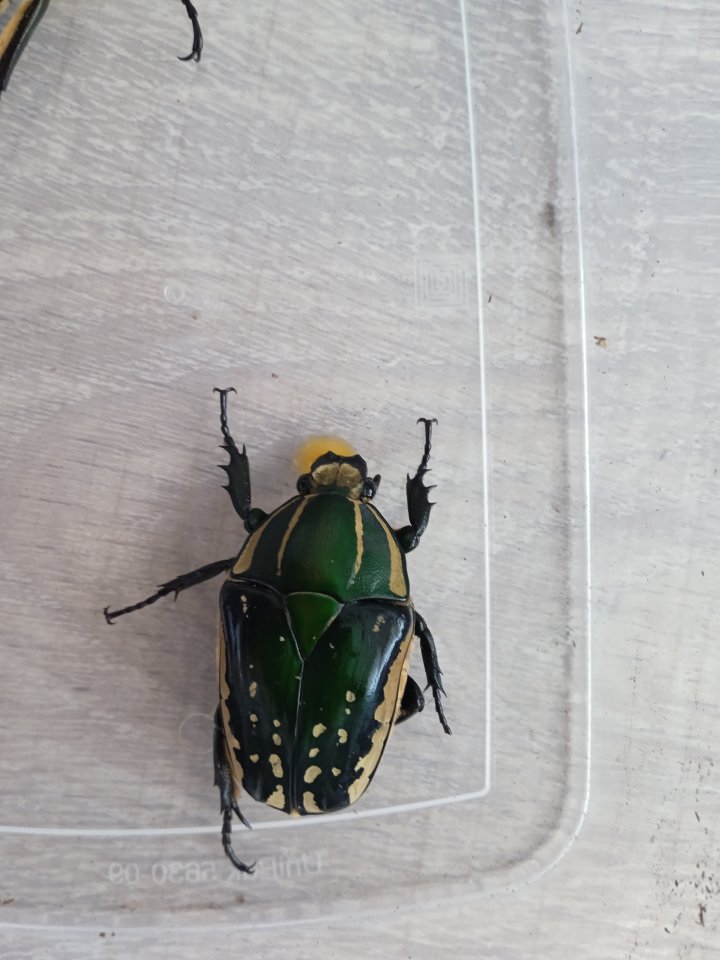 Mecynorrhina polyphemus confluens Larven - Kaefer - Mistelbach