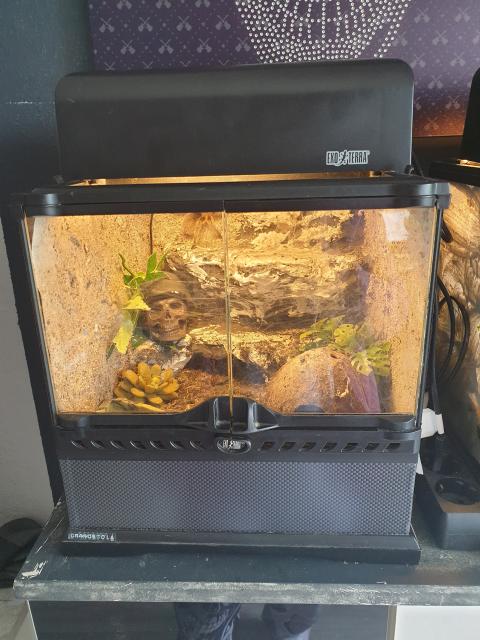Spinne mit Terrarium  - Spinnen - Düren