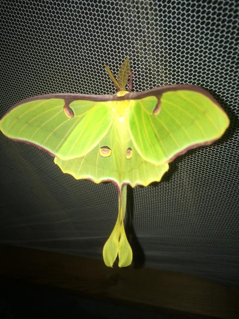 Schmetterling Actias luna  - Schmetterlinge - Langerwehe