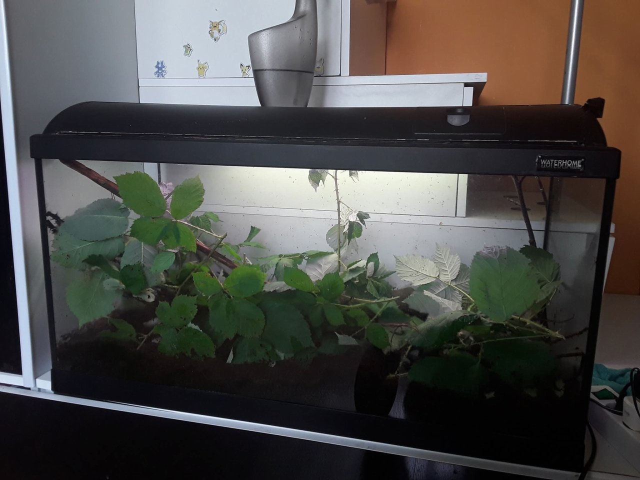 Ca 75 indische Stabschrecken (Carausius morosus) sowie ca 25 Zombros Stabschreck - Heuschrecken - Möhnesee