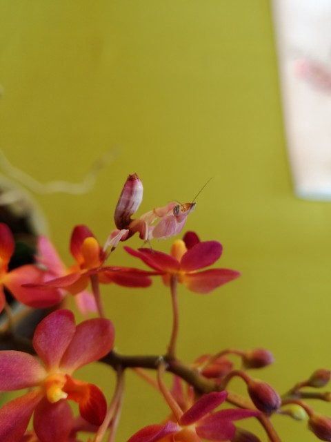 Gottesanbeterin Hymenopus coronatus aus eigener Nachzucht abzugeben - Gottesanbeterinnen - Karlsruhe