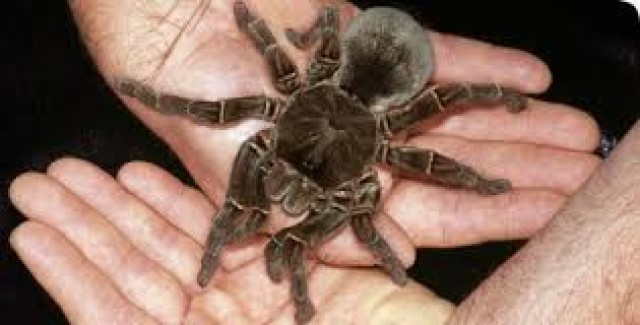 Vogelspinnen (Spinnen) - Spinnen - Duisburg