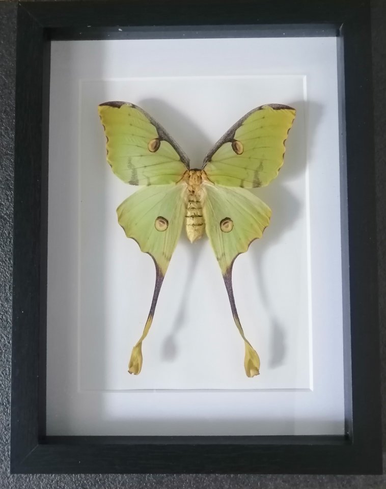 Entomologie Argema Mimosea - Schmetterlinge - Schleswig