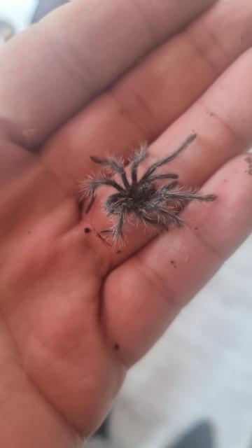 Theraphosa blondi  - Spinnen - Fröndenberg 