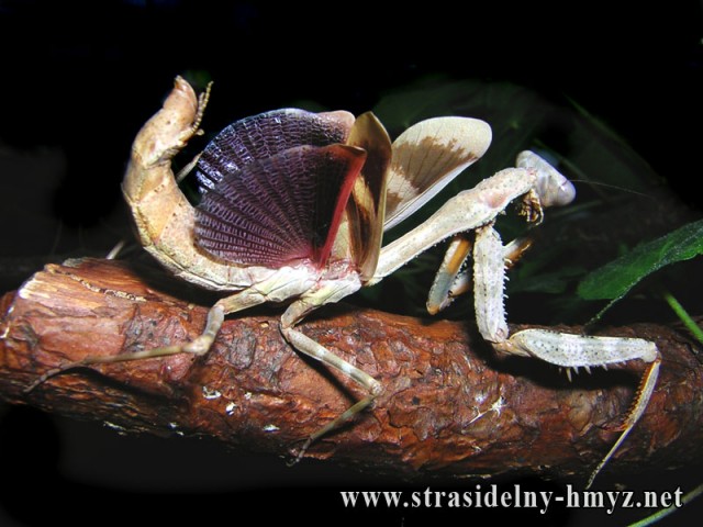 Hierodula viridis, Parasphendale.spec - Gottesanbeterinnen - Schweiz