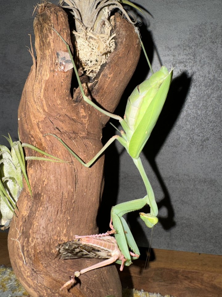 Indische Riesengottesanbeterin / hierodula membranacea / Mantiden - Gottesanbeterinnen - Lindau 