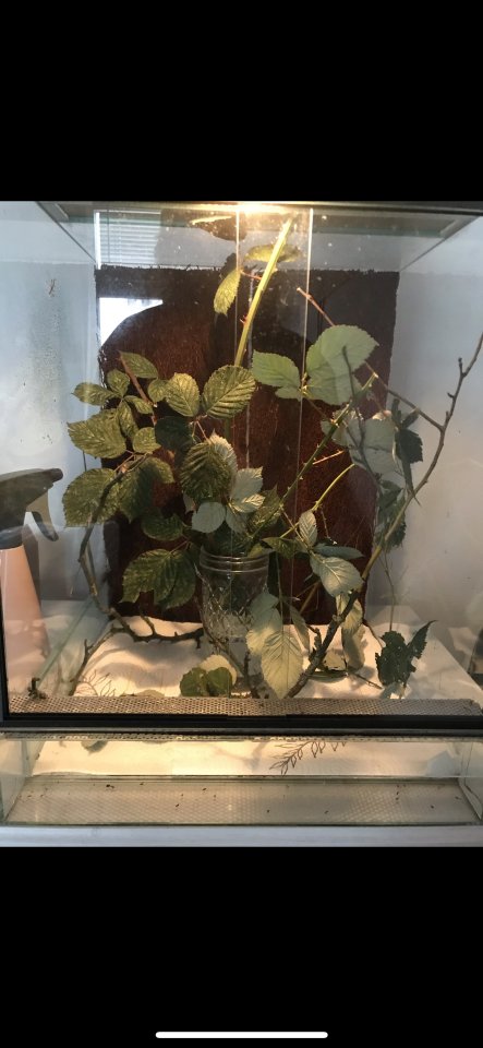 Annam-Stabschrecken zu verschenken und Terrarium für ca. 20 Euro VB Hamburg - Heuschrecken - Hamburg