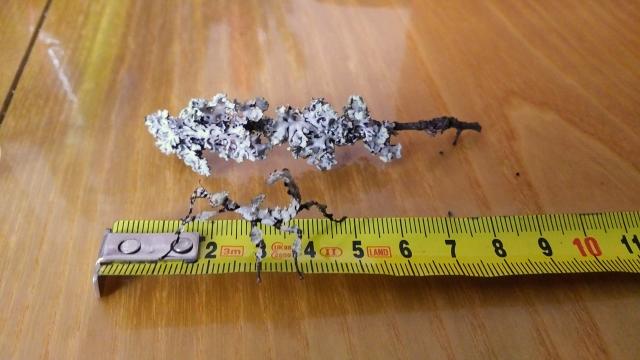 Extatosoma tiaratum LICHEN - Chemnitz Börse - Heuschrecken - Zinnwald