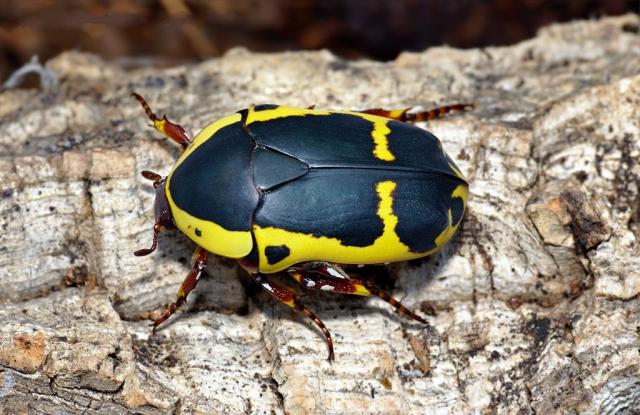 Larven von Pachnoda sinuata flaviventris - Kaefer - Stadthagen