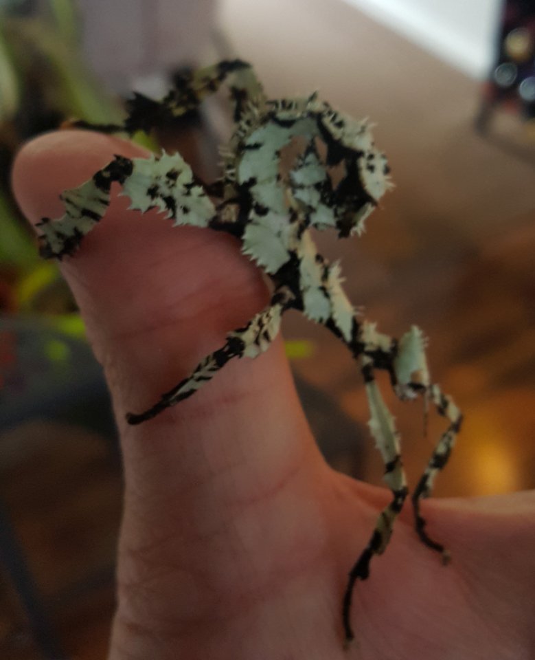 Australische Gespenster Schrecke - mit Lichen Gen - Heuschrecken - Hanau