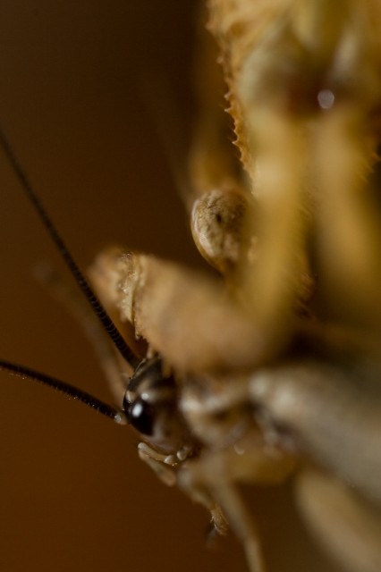 Suche Mantiden Jungtiere - Gottesanbeterinnen - Münster
