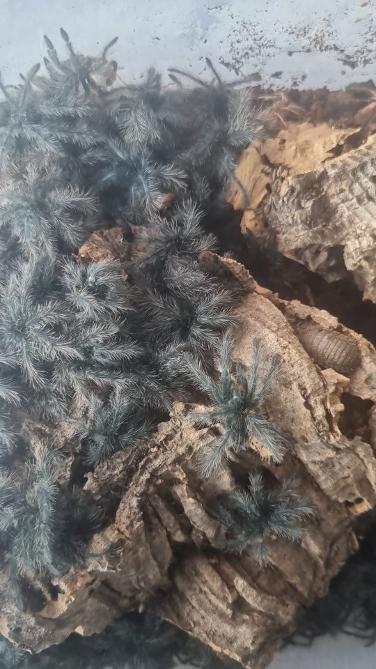 Theraphosa blondi und viele mehr - Spinnen - Fröndenberg Ruhr