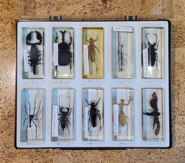 98 verschiedene Insektenpräparate - Sonst Insekten - Ascheberg
