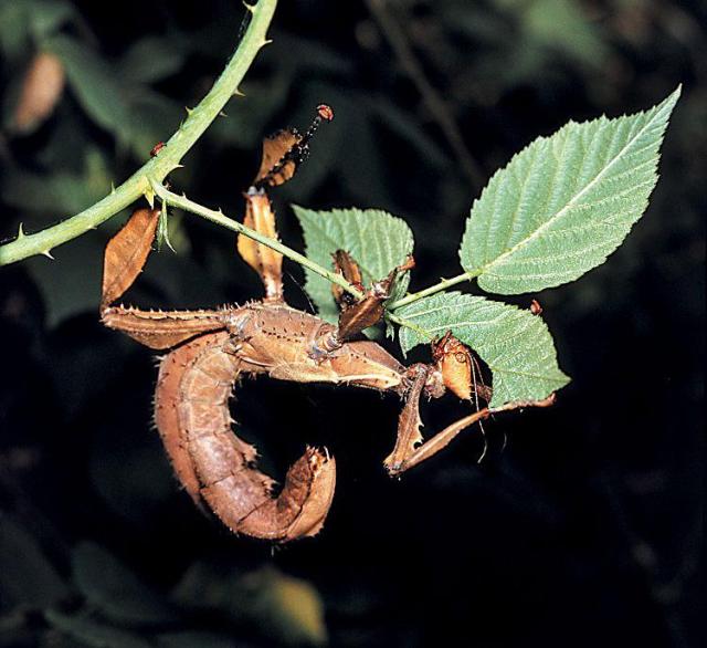 Gespenstschrecken - Heuschrecken - Nürnberg
