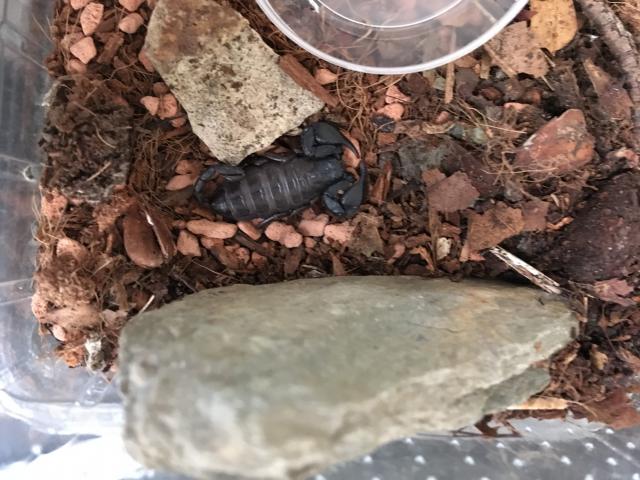 Euscorpius italicus - Skorpion - Düsseldorf